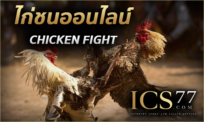 ไก่ชนออนไลน์ (chicken fight)